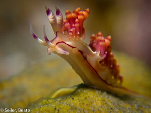 Flabellinidae taken with Canon G12 and UCL165 by Beate Seiler 